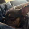 Olive Bean - @olive.bean2 - TikTok