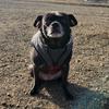 Olive Bean - @adventuresofolivebean - TikTok