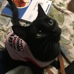Olive Bean - @oliveadventures2020 - Instagram