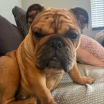 Olive Bean - @iam.theolive - Instagram