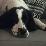 Olive Bean - @olive_bean.springerspaniel - Instagram