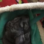 Olive bennett😁 - @olive_the_chinchilla7 - Instagram