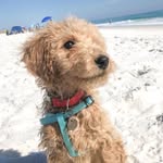 Olive Bennett - @olive_thedoodledog - Instagram
