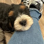 Olive Bennett Bernadoodle - @olive.this.dog - Instagram