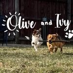 Olive and Ivy Blair - @oliveandivyblair - Instagram