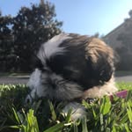 Olive Blair - @olive_blair_ - Instagram