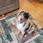🐾Ryder Beau and Olive Blair🐾 - @ry.ry_liv - Instagram