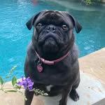 Olive the Pug - @olive_burns - Instagram