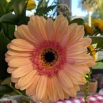 Olive Cannon - @theoliveinterior - Instagram