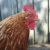 Olive Cook - @minions0394958 - TikTok