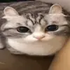 Bonnie - @olivedill6 - TikTok