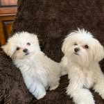 Olive & Dill - @oliveanddillthemaltese - Instagram