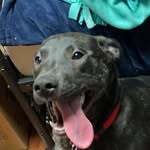 Olive - @olive_dill_pickle17 - Instagram
