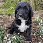 Ava Olive Farrell 🐶 - @ava_olive_farrell - Instagram