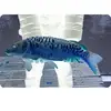 Olive.fish - @olliey018 - TikTok