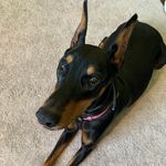 Olive Fitzpatrick - @olive.the.doberman - Instagram