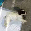 🐾Animals🐾 - @olive_flowers - TikTok