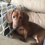 Olive Flowers🎀 - @doxie.olive - Instagram