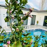 Olive Flowers 🌿🏝️ - @villaoliveflowers - Instagram