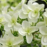 olive - @olive_flowers_photo - Instagram