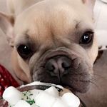 Olive Ford - @oh.olive_thefrenchie - Instagram