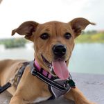 Olive Ford - @olive_churro_fluffybottom - Instagram