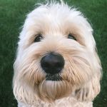 Olive - @olive_ford - Instagram