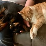 Milo, Olive, & Forest Brown 🐈 🐶 - @olive_milo_forrest - Instagram