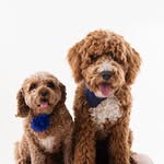 Olive & Forrest - @olive_and_forrest - Instagram
