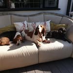 Olive, Percy & Forrest - @oliveandthehounds - Instagram