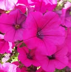 Olive Foster - Facebook