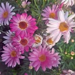 Olive Foster - Facebook