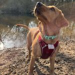 Olive / fox red Labrador🐾🫒 - @olive.the.labrador_ - Instagram