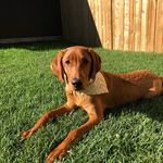 Olive Fox Red Lab 🇨🇦 - @_olive_adventures - Instagram
