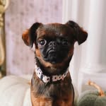 Olive (& Frank!) - @littleolivegriffon - Instagram