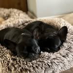 𝕆𝕝𝕚𝕧𝕖, 𝕆𝕕𝕚𝕖 & 𝔽𝕣𝕒𝕟𝕜 - @olive_odie_frenchies - Instagram