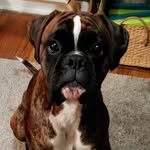 Franklin and Olive - @franklin_and_olive - Instagram