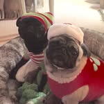 Olive & Franklin - @olivefranklin - Instagram