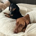 Olive & Franklin - @olive_n_frank - Instagram