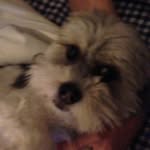 Olive Franklin Martin - @olive_the_dog__ - Instagram