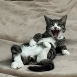 Oliver Franklin Fretwell - @oliver.franklin.the.cat - Instagram