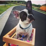 Olive Mae Gardner - @frenchieprincess - Instagram