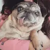 🐶 George & Olive 🐶 - @georgeandolive - TikTok