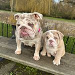 Olive & George - @oligeorgebulldog - Instagram