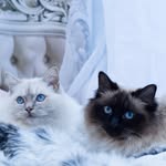 Olive & George - @olive_and_george - Instagram