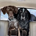 Gilbert And Olive Daily - @gilbert_and_olive_daily - Instagram