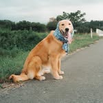 ゴールデンレトリバー　オリーブ - @olive__goldenretriever - Instagram