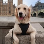 Olive - @olive.goldenlife - Instagram