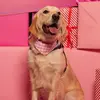 Olive The Retriever - @olive.goldenlife - TikTok