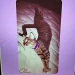 Olive gonzalez - @olivegthecat - Instagram